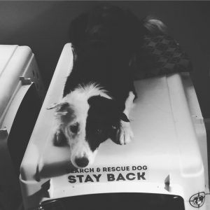Search and Rescue Dog Stationing