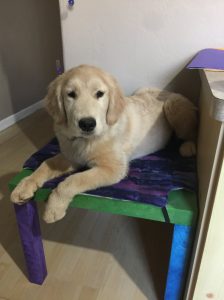 place training service dog puppies