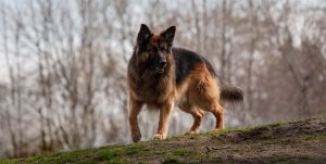 Psychiatric Service Dog Tasks