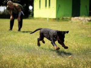 service puppy training games